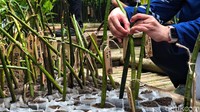 Untuk tahap awal, ratusan bibit mangrove ditanam dengan target total 5.000 bibit sebagai upaya nyata melawan abrasi dan perubahan iklim.
