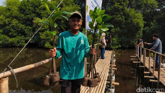 Aksi Tanam Ribuan Mangrove di Jakarta, Jaga Laut dan Pesisir Aksi menanam ribuan mangrove digelar di PIK, Jakarta, Selasa (26/8/2025). Aksi dalam rangka HUT ke-58 INSA sebagai upaya menjaga pesisir dan ekosistem laut tetap lestari.