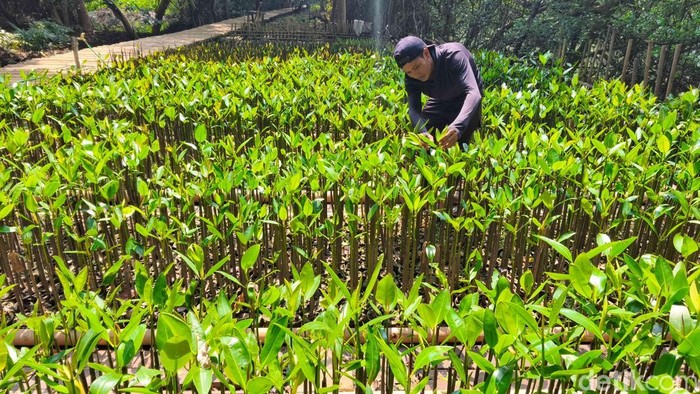 Aksi menanam ribuan mangrove digelar di PIK, Jakarta, Selasa (26/8/2025). Aksi dalam rangka HUT ke-58 INSA sebagai upaya menjaga pesisir dan ekosistem laut tetap lestari.