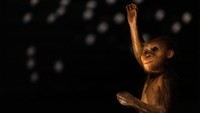 Replika Australopithecus afarensis bernama Selam terpajang di museum. Fosil ini bahkan lebih tua sekitar 150.000 tahun dibanding Lucy. Foto: REUTERS/Eva Korinkova