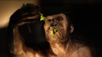 Pameran fosil Lucy dan Selam menjadi sorotan publik karena keduanya merupakan warisan budaya dan bukti penting evolusi manusia purba. Foto: REUTERS/Eva Korinkova