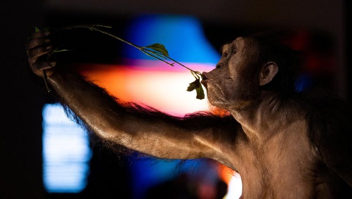 Hyperrealistic reconstruction models of human ancestors, Australopithecus afarensis known as Lucy and Selam, are displayed alongside their original skeletal remains, for the first time in Europe, at the National Museum in Prague, Czech Republic, August 25, 2025. REUTERS/Eva Korinkova     TPX IMAGES OF THE DAY