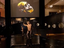 Fosil Nenek Moyang Manusia Jutaan Tahun Dipamerkan Pertama Kalinya di Eropa