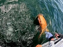 Kisah Langka Hiu Jeruk di Laut Karibia