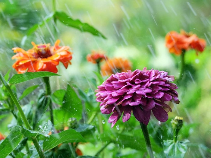 Flower zinnia in the rain with a blurred background
