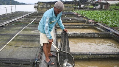 Intip Budi Daya Ikan Air Sungai di Mahakam, Panen Capai 1,4 Ton Per Bulan
