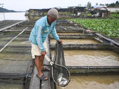 Intip Budi Daya Ikan Air Sungai di Mahakam, Panen Capai 1,4 Ton Per Bulan