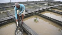 Keramba ikan air tawar di tepian Sungai Mahakam menjadi sumber penghidupan petani setempat dengan panen hingga 1.400 kilogram. Hasil itu didapat dari dua kali panen dalam sebulan menggunakan 31 petak keramba berukuran 186 meter. Foto: ANTARA FOTO/M Risyal Hidayat  