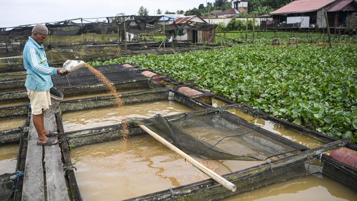Intip Budi Daya Ikan Air Sungai di Mahakam, Panen Capai 1,4 Ton Per Bulan Petani menunjukkan ikan di dalam jaring pada keramba di tepian Sungai Mahakam di Tenggarong, Kutai Kartanegara, Kalimantan Timur, Senin (25/8/2025). Menurut petani, budidaya ikan air tawar berupa ikan mas, nila dan patin itu dapat menghasilkan sebanyak 1.400 kilogram ikan dari dua kali panen dalam sebulan menggunakan 31 petak keramba berukuran 186 meter yang kemudian dijual di tempat pelelangan ikan (TPI) Samarinda dengan harga Rp27 ribu per kilogramnya. ANTARA FOTO/M Risyal Hidayat/rwa.