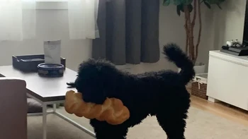 Manggang roti, eh rotinya malah dicuri si item ini. Foto: via BrightSide