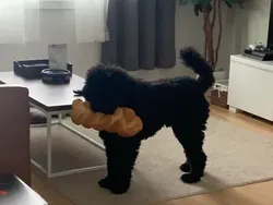 Kelakuan Hewan yang Bikin Senyum-senyum