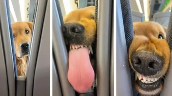 Gini nih kalau anjing banyak gaya diajak naik pesawat. Foto: via BrightSide