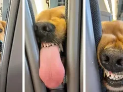 Kelakuan Hewan yang Bikin Senyum-senyum