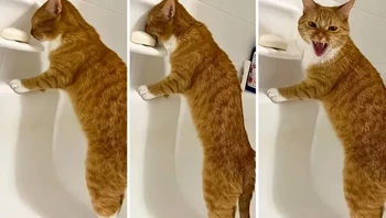 Itu bukan keju meng, sabun! Foto: via BrightSide