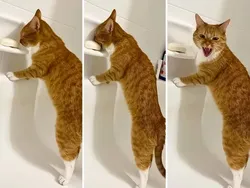 Kelakuan Hewan yang Bikin Senyum-senyum