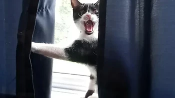 Kenapa sih, galak banget. Foto: via BrightSide