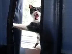 Kelakuan Hewan yang Bikin Senyum-senyum