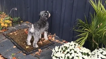 Pintu masuk khusus dia lagi renovasi. Tapi dia sabar menunggu perbaikan selesai. Foto: via BrightSide