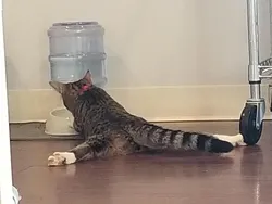 Kelakuan Hewan yang Bikin Senyum-senyum