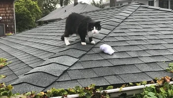 Ya ampun, bisa-bisanya kaos kaki mau dipakai ternyata ada di genteng rumah. Foto: via BrightSide