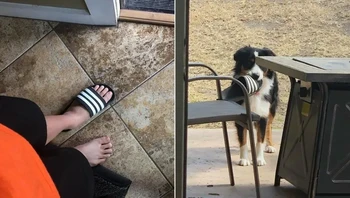 Cari-cari sendal hilang, ternyata itu pelakunya! Foto: via BrightSide