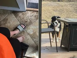 Kelakuan Hewan yang Bikin Senyum-senyum