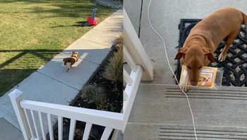 Tiba-tiba dia pulang bawa frozen food, entah dapat dari mana. Foto: via BrightSide