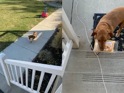 Kelakuan Hewan yang Bikin Senyum-senyum