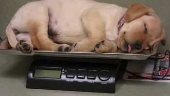 Nyenyak banget bobonya sambil ditimbang berat badannya. Foto: via BrightSide