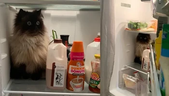 Itu bukan rumahmu meng, tapi gak apa-apa sih kalau mau ngadem bentar. Foto: via BrightSide