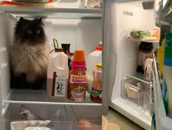 Kelakuan Hewan yang Bikin Senyum-senyum