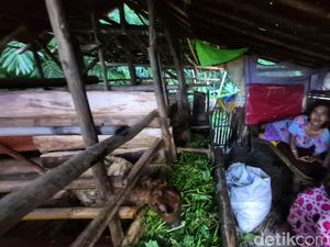 3 Tahun Etin Memilih Tinggal di Kandang Kambing, Alasannya Bikin Pilu