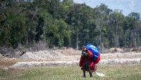 Latihan terjun free fall tersebut merupakan rangkaian dari Latgabma Super Garuda Shield 2025 yang diikuti 6.501 pasukan dari 13 negara sahabat.  Foto: ANTARA FOTO/NOVA WAHYUDI