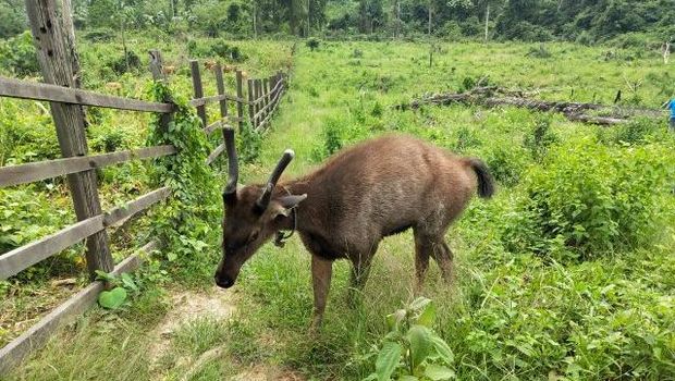 Payau atau rusa sambar. Foto: laman Protokol dan Komunikasi Sekretariat Daerah Kabupaten Kutai Timur