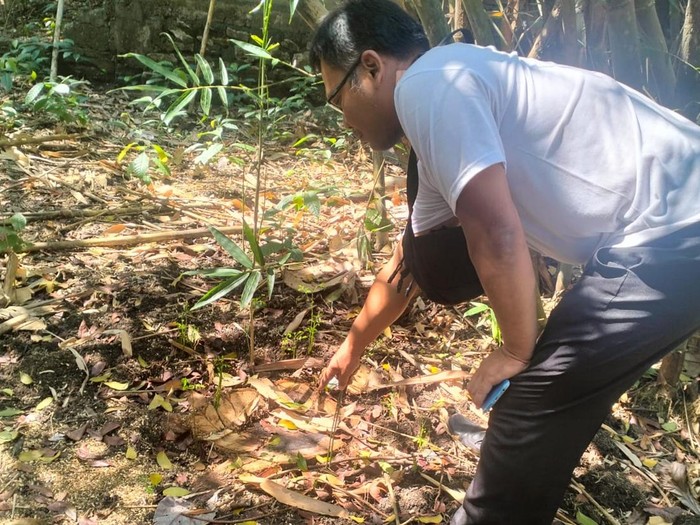 Pohon sonokeling milik warga Argosari, Sedayu, Bantul, hilang ditebang maling. Diunggah Selasa (26/8/2025).