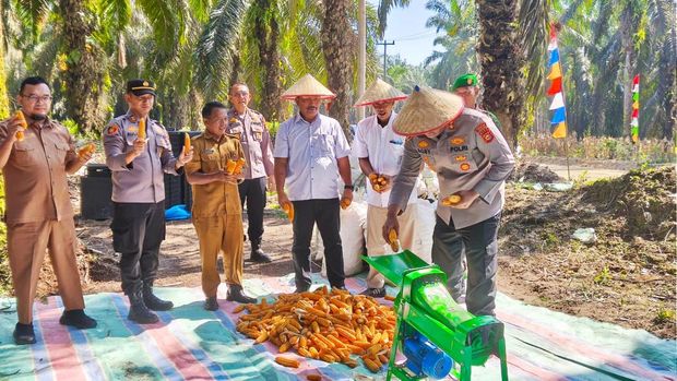 Polres Kampar panen 3 ton jagung mendukung ketahanan pangan nasional.