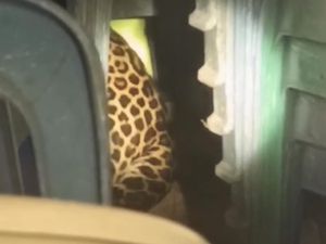 Kasus Macan Tutul Masuk Balai Desa, Ini Penjelasan Pakar Unpad
