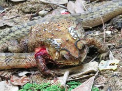 Sadis! Ular Keluarkan Isi Perut Kodok dan Lahap Organnya Satu per Satu