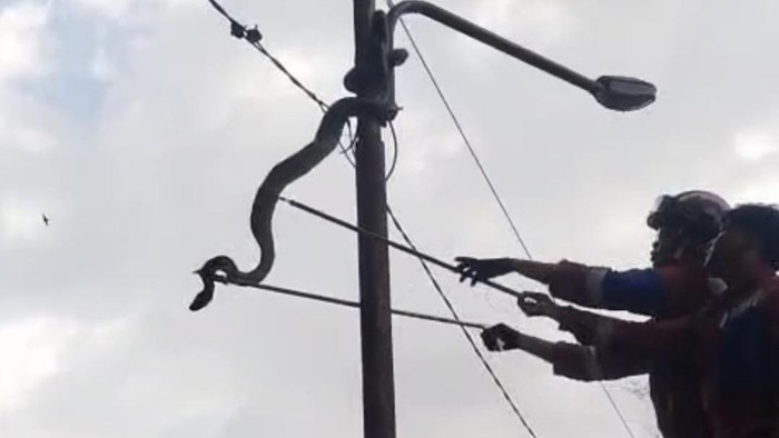 Ular yang bergelantungan di tiang listrik.