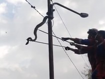Ular Piton 5 Meter Main di Tiang Listrik, Damkar Palembang Evakuasi