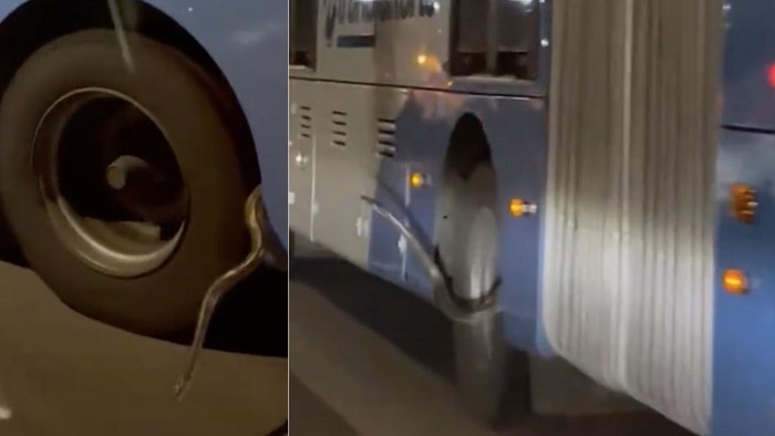 Video ular dewasa berukuran cukup besar muncul dari bodi bus yang melaju malam-malam di Jaktim membuat kaget pengguna jalan. (dok Pribadi/M Rizky)