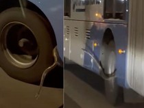 Video: Momen Ular Sanca Nongol dari Bodi Bus TransJakarta