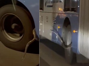 Ular Nongol di Bodi Bus Transjakarta, Sopir Sempat Kira Kabel