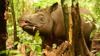 Upaya penyelamatan Pari ke Suaka Badak Kelian (SBK) disebut sebagai kunci dan solusi untuk menyelamatkan populasi badak Kalimantan. Dengan penerapan assisted reproductive technologies, diharapkan Pari dapat melahirkan bayi-bayi badak Kalimantan.