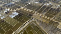 Kolam garam di Bungko Lor terendam air hujan. Cuaca basah membuat petambak tak bisa melanjutkan produksi garam secara optimal. Foto: ANTARA FOTO/Dedhez Anggara