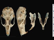 BRIN Temukan Spesies Baru Tikus Hutan di Sulawesi, Seperti Ini Ciri-cirinya