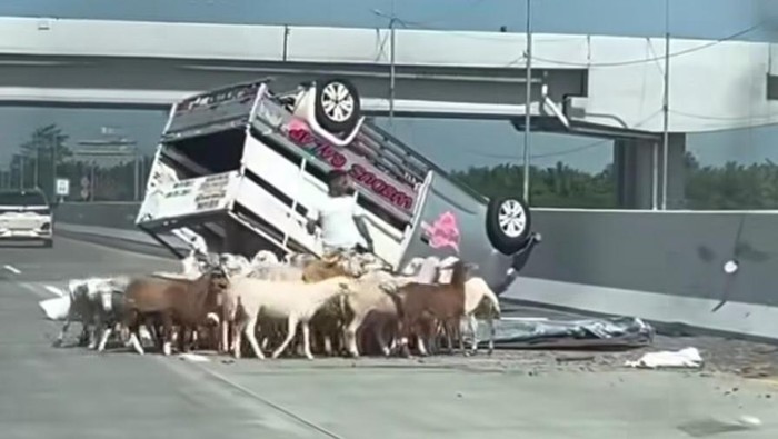 Mobil pikap pembawa kambing terbalik di tol. (Foto: Istimewa)