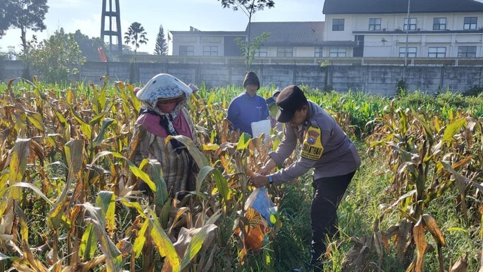 Panen jagung kerjasama Polresta Malang Kota bersama Dispangtan Kota Malang