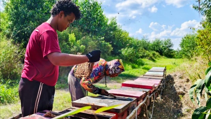 Petani madu yang dibina oleh PT WKS di Muaro Jambi.