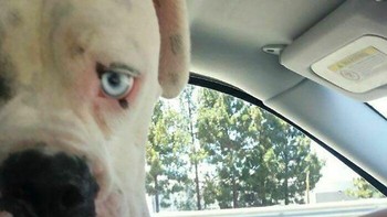 Foto: via BoredPanda